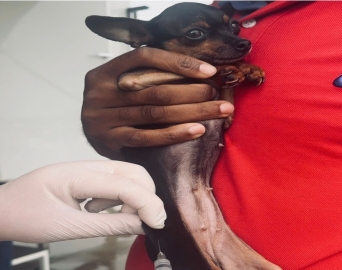 Semana da Saúde Emocional oferece feira gratuita, atendimentos e vacinação em Avaré