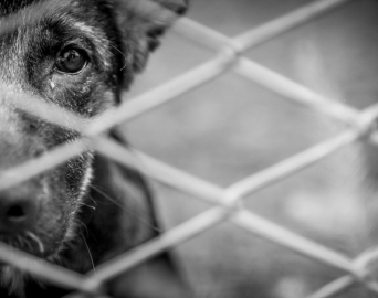 Veterinária identifica caso grave de maus-tratos a animais na zona rural de Avaré