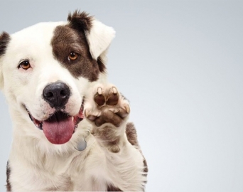 Dois projetos aprovados na Câmara visam a proteção e o bem-estar animal