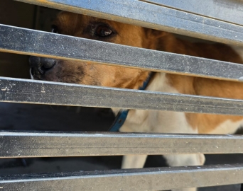 Operação Escudo Animal 2 mobiliza Polícia Civil e entidades na defesa dos animais