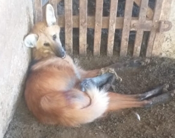 Bombeiros de Itaí resgatam lobo-guará ferido gravemente em fazenda