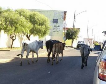 Internauta flagra bovinos andando em rua de Avaré