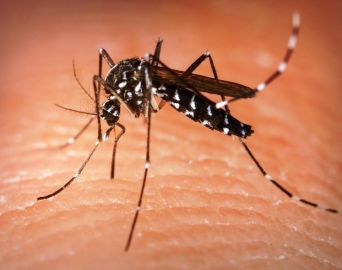 Bauru já registra mais de 2,4 mil casos de dengue este ano