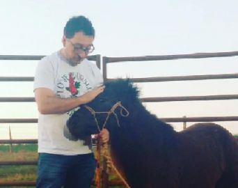 Pônei vítima de agressão em Avaré ganha novo lar