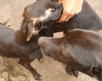 Polícia Civil prende homem em flagrante por maus-tratos aos animais 