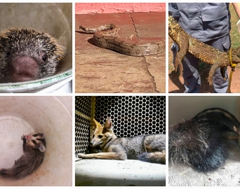 Animais silvestres são vistos com frequência em Avaré e cidades da região