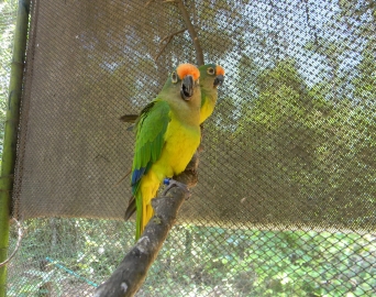 Meio Ambiente renova parceria para reabilitação de animais silvestres