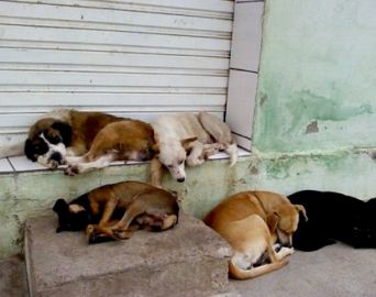 Casos de abandono de animais aumentam consideravelmente em Avaré