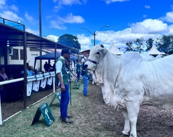 Exponel 2026 coloca Avaré no centro da pecuária nacional e reúne elite da genética Nelore do Brasil