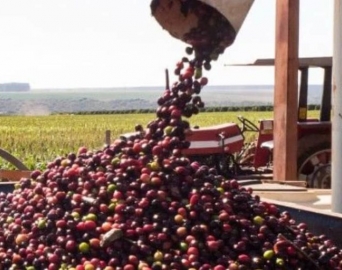 Avaré projeta retomada da cafeicultura com apoio da Capal