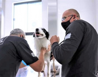 Adestradores de presídios participam de curso de primeiros socorros para cães