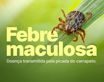 Febre maculosa: o que se sabe sobre a doença e como evitar a infecção