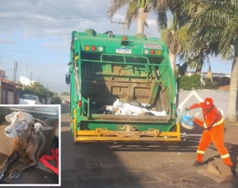 Cachorra é atropelada por caminhão de lixo, recolhida e prensada entre o material