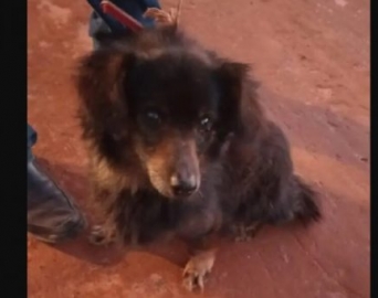 Cão não abandona tutor que faleceu e é encontrado ao lado do corpo do idoso