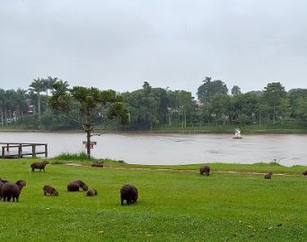 Secretaria reforça medidas para controle de carrapatos no Horto Florestal