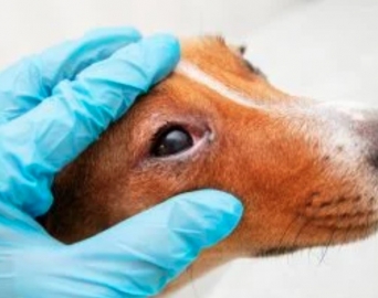 Secretaria do Bem-Estar Animal alerta sobre surto de cinomose em Avaré