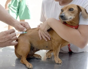 Concha Acústica tem vacinação contra raiva nesta sexta-feira, 5