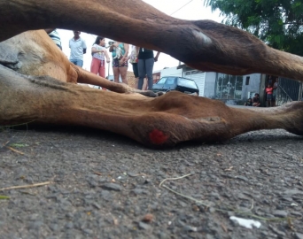 Cavalo em condições de maus-tratos é resgatado no bairro Mário Bannwart