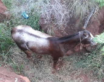 Bombeiros resgatam cavalo que foi furtado e escondido em vala