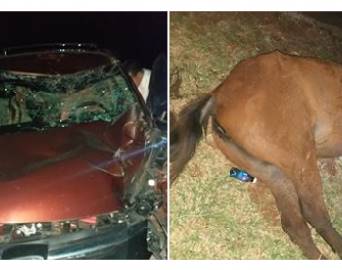 Animal solto em vicinal causa acidente em Avaré