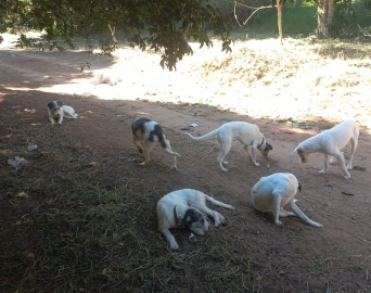 Força-tarefa retira cães de chácara em Avaré em desdobramento de operação