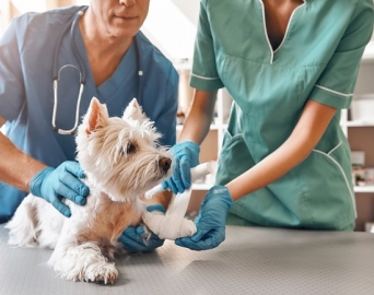 Estabelecimentos veterinários agora são obrigados a denunciar maus-tratos a animais