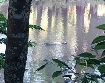 Corpo encontrado em lago do Horto é de jovem desaparecido