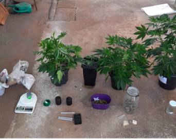 Polícia Civil apreende em residência cabine-estufa para cultivo de maconha 