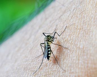 Dengue: São Paulo decreta estado de emergência por causa da doença