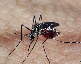 Já passa de 100 o número de casos positivos de dengue em Avaré