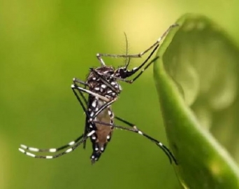 Casos de dengue continuam crescendo em Avaré e já são mais de 1,5 mil