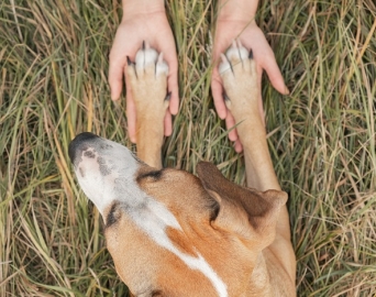 Projeto de lei quer permitir enterro de animais em cemitérios