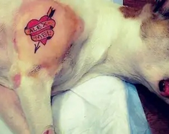 Governo sanciona lei que proíbe tatuagens e piercings em cães e gatos