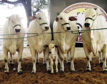 Exposição de animais, leilões e provas vão agitar a Emapa 2018