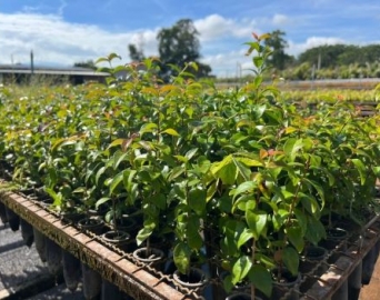 Avaré terá 4º Workshop de Mudas Nativas e 1º Encontro Floresta de Carbono
