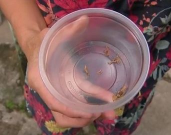 Moradora encontra 18 escorpiões dentro de casa
