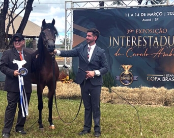 Avaré reúne grandes criadores do país na Exposição Interestadual do Cavalo Árabe