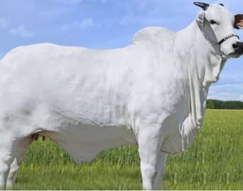 Vaca é arrematada por quase R$ 6 milhões em leilão realizado em Avaré