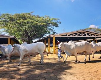 Exponel reúne mais de 250 animais no Parque de Exposições
