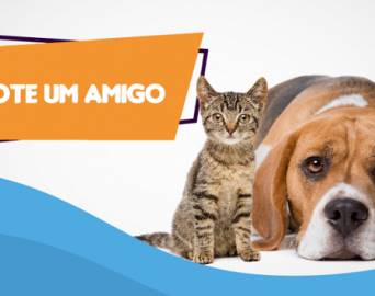 HVET Eduvale promoverá primeira feira de adoção de cães e gatos