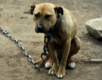 Câmara aprova projeto que proíbe tutores de acorrentar animais domésticos