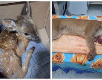 Animais silvestres são resgatados pelo Corpo de Bombeiros de Avaré
