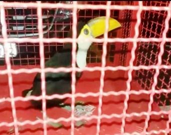 Filhote de tucano é capturado e entregue ao Corpo de Bombeiros