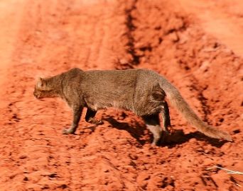 Gato selvagem é fotografado na zona rural de Avaré