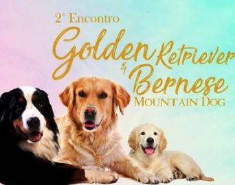 Avaré terá 2º Encontro das Raças Golden Retriever e Bernese Montain