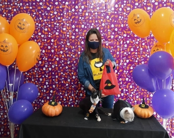 Halloween Meu Gato Favorito será no dia 31 de outubro, domingo