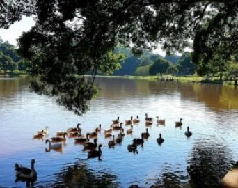 Cultura leva diversas atrações ao Horto Florestal