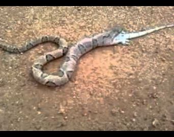 Cobra pica criança de 1 ano na zona rural de Arandu