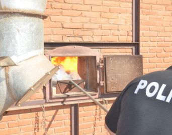 Polícia Civil incinera mais de meia tonelada de maconha