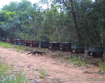 Espécies ameaçadas de extinção são registradas em área florestal de Avaré
